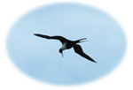 Fregatt-madár
